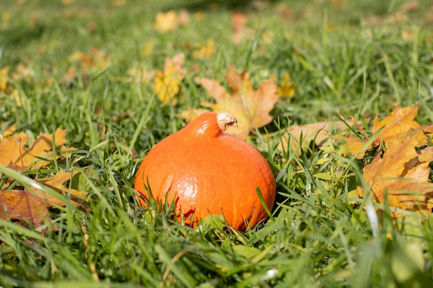 Bright orange pumpkin in the grass among the fallen leaves Autumn series halloween time