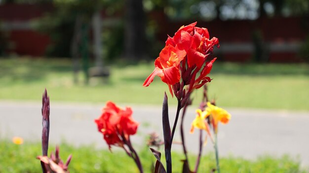 明るいオレンジと赤のカンナの花が咲く