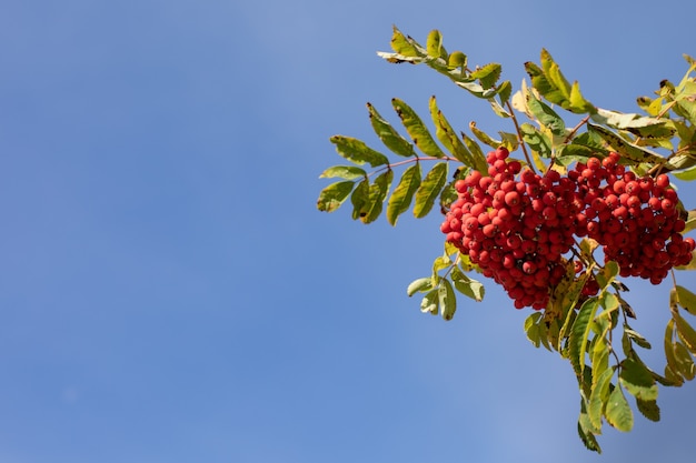 Bright orange rowan berries on branches against the blue sky
