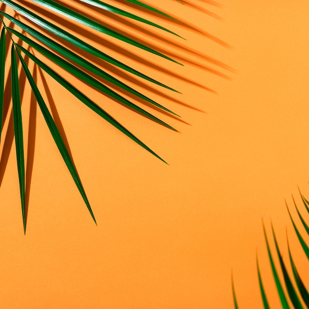 Photo bright orange summer background top view with green fresh leaves of roebelenii palm and shadow. summer backdrop with sunshine from copy space.