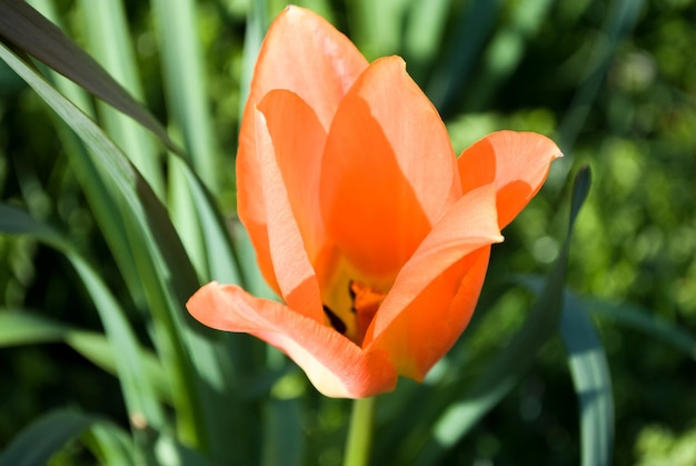 Foto un tulipano arancione brillante con sopra la parola tulipano.