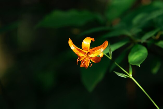 Bright orange wild lily flower on natural dark background closeup