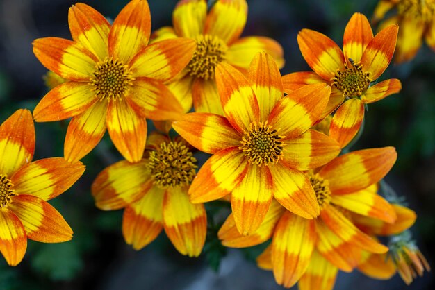 緑の葉を背景に明るいオレンジイエローのガザニアの花。