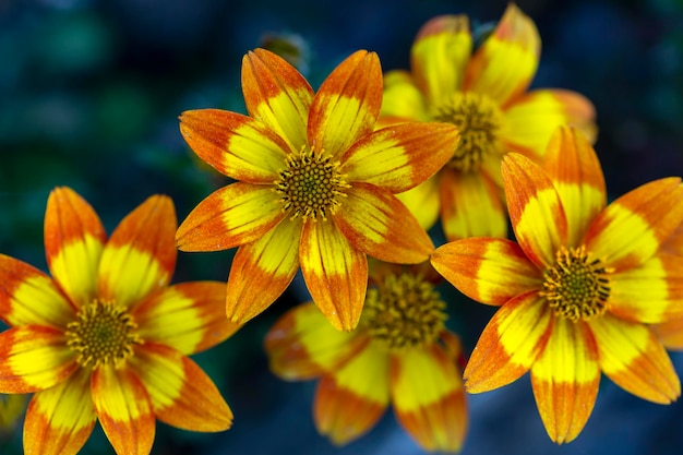 Foto fiori di gazania giallo arancio brillante su uno sfondo di foglie verdi.