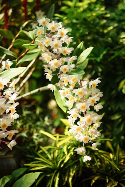 Fiori di orchidea luminosi in una serra