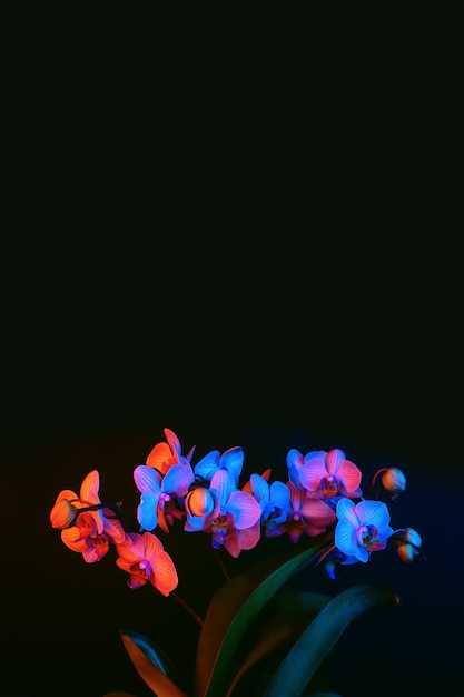 Bright orchid flowers illuminated by neon light on a dark background