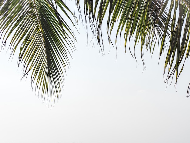 Bright palm leaves against the background of a clear morning sky