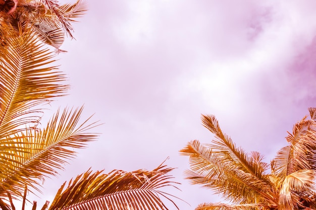 Bright palm trees lilac sky