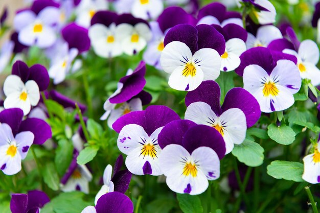 Bright pansies flower plant as natural background flowering nature