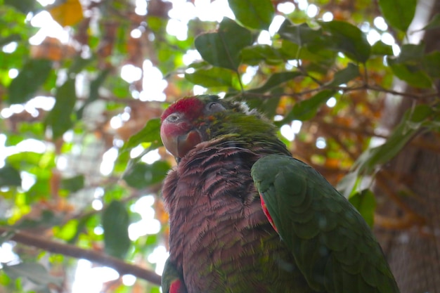 A bright parrot sits on a tree branch Wildlife