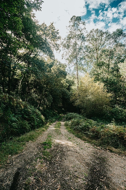 A bright path in the middle of the forest with lot of trees