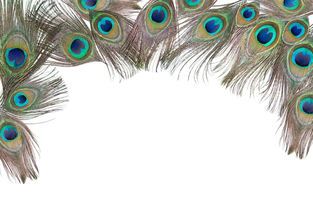 bright peacock feathers on the white horizontal background flat top view with empty place for text