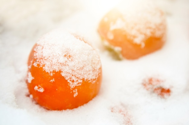 Bright persimmon fruit in a box covered with snow. The concept of the beginning of winter, white Christmas.