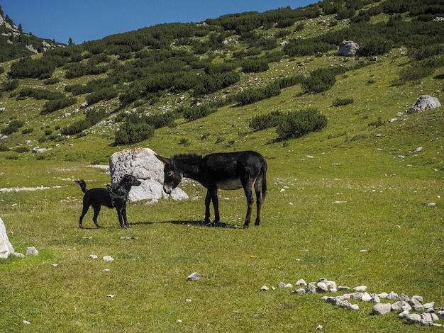 Bright picture amusing donkey and dog sunny day