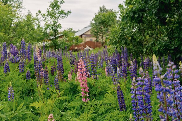 写真 鮮やかなピンクと紫のルピナスの花が街の外の国で咲く畑高q