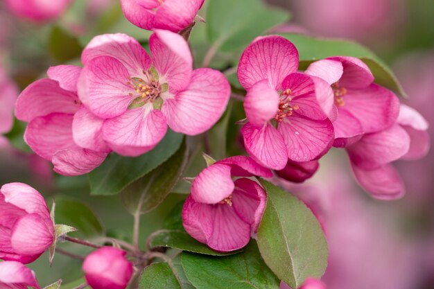 Bright pink apple tree flowers on a spring branch