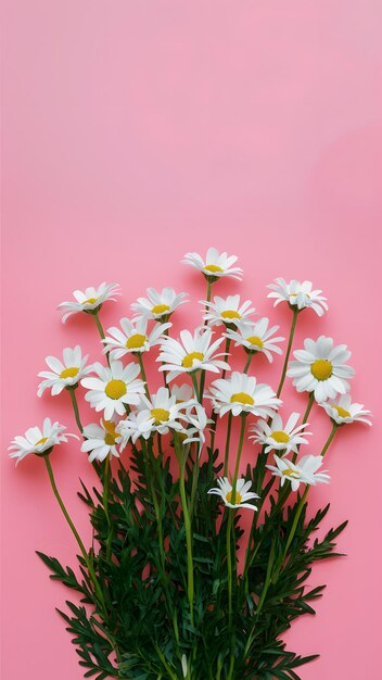 Bright pink background with white daisy flowers for Mothers Day Vertical Mobile Wallpaper