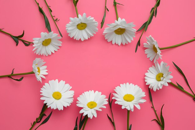 Bright pink background with white daisy flowers for Mothers Day