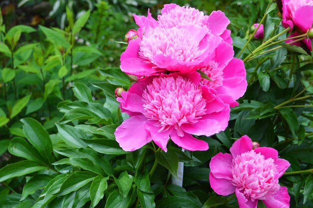 Photo bright pink blooming peonies on the site