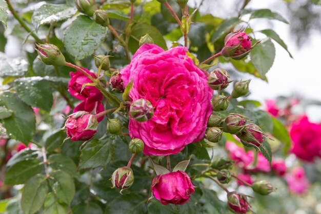 Bright pink climbing rose in the garden laguna rose