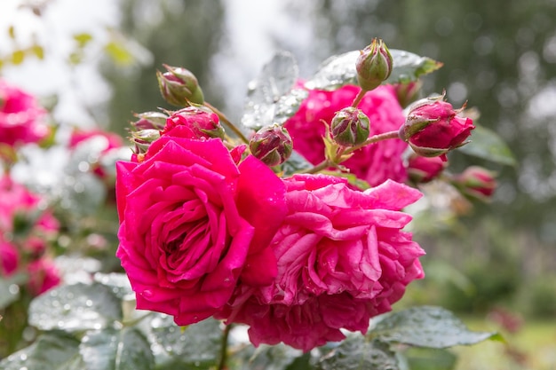 정원의 밝은 분홍색 등반 장미 라구나 장미