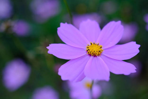 Bright pink cosmos aka aster flowers fin kosmos kukka in a closeup image with some greens in the background Beautiful spring flowers photographed in Helsinki Finland Closeup color image