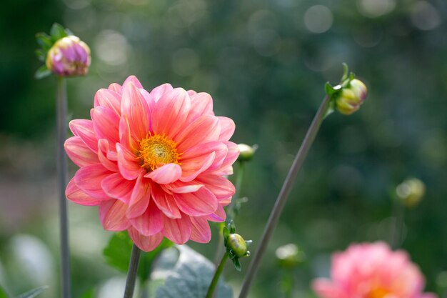 Bright pink dahlia flower on a flower bed in summer Gardening perennial flowers landscaping