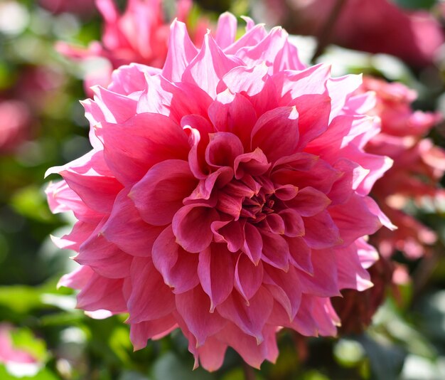 Bright pink dahlia flower