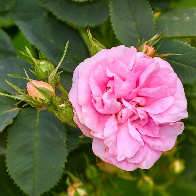 Bright pink dog rose and buds on a tree in a garden Closeup of a pretty rosa canina flower growing between green leaves in nature Delicate petals blooming and blossoming on floral plant outdoors
