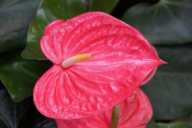 A bright pink flower of Anthurium Anthewuch