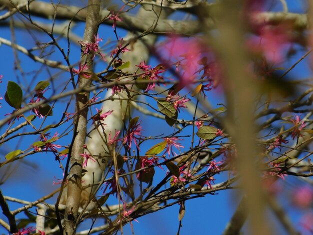 Bright pink flower producing tree