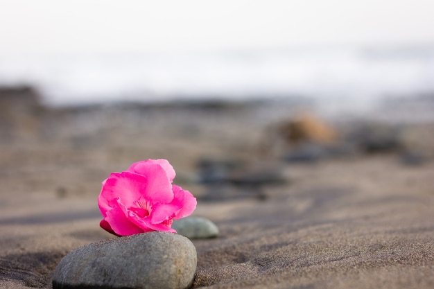 Bright pink flower on top of rock on empty beach with soft sunset light.