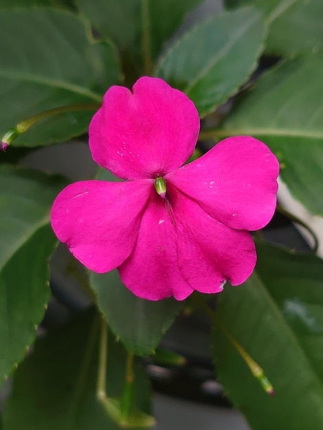 A bright pink flower with a green leaf.