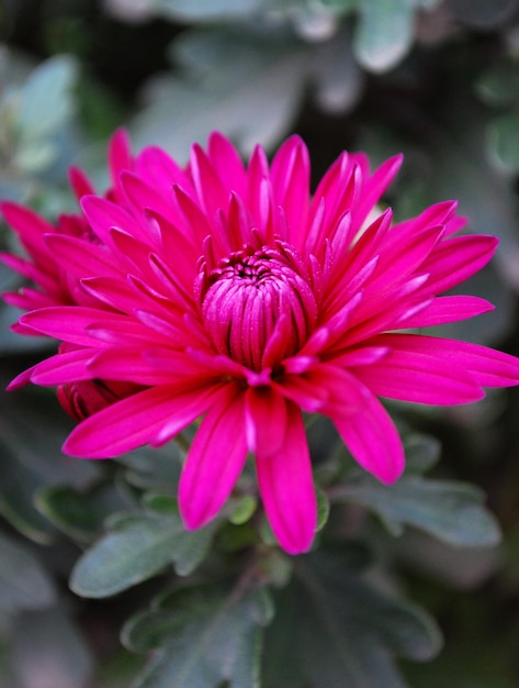 A bright pink flower with the word chrysanthemum on it.