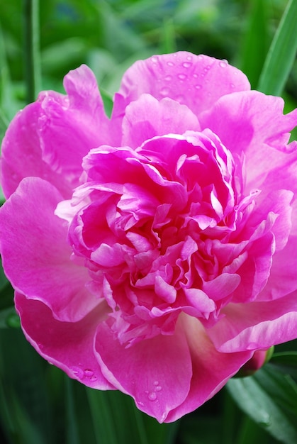 A bright pink flower with the word peony on it.