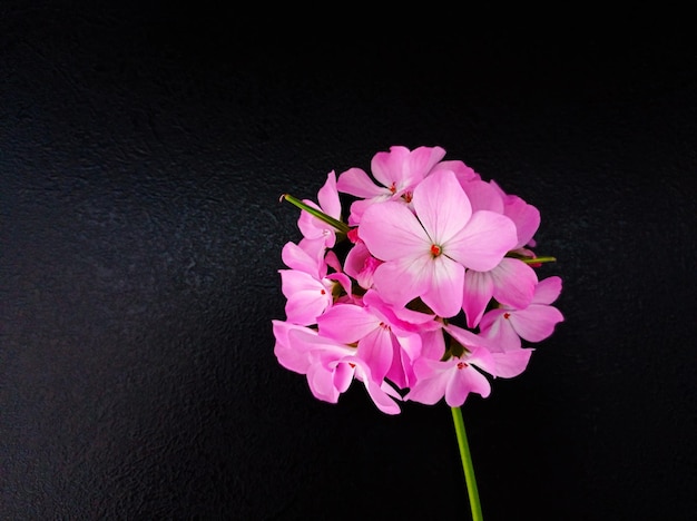 明るいピンクのゼラニウムの花は黒の背景にクローズアップ