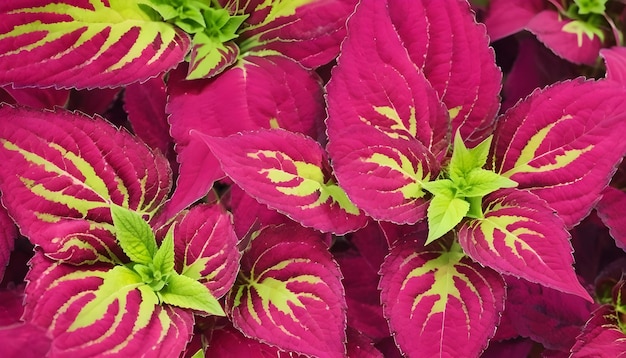 밝은 분홍색 과 초록색 콜레우스 식물 잎 배경