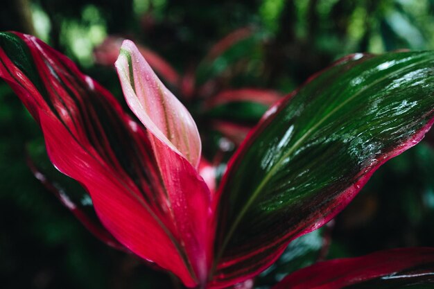 写真 雨の後の自然の中で育つ明るいピンク グリーンのエキゾチックな熱帯の花野生の自然