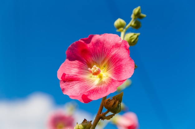 밝은 분홍색 접시꽃(Alcea rosea)이 정원에 피고 있습니다. 아욱 꽃입니다.