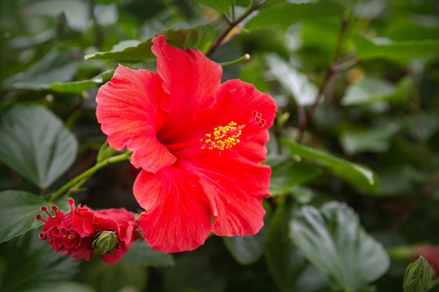 鮮やかなピンク色の大輪の花