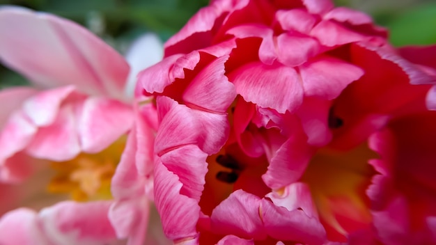 Photo bright pink petals of a peony tulip closeup