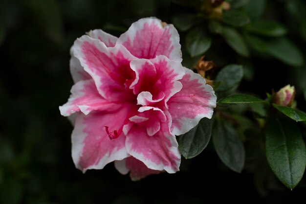 明るいピンクのロドデンドロン・ハイブリッドム 夏の庭で葉をかせる花