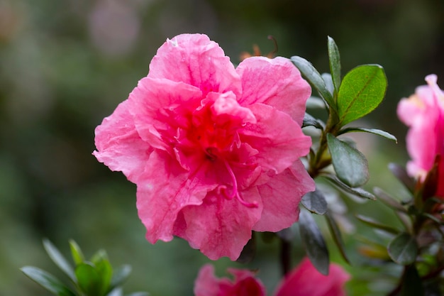 밝은 분홍색 로도덴드론 하이브리덤 (Rhododendron hybridum) 은 여름에 정원에서 잎이 있는 <unk>꽃이다.