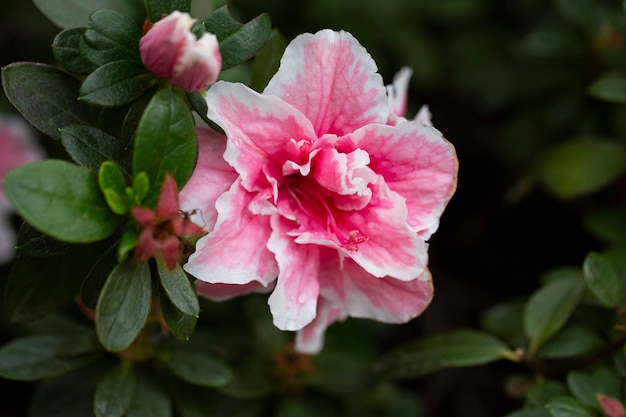 写真 明るいピンクのロドデンドロン・ハイブリッドム 夏の庭で葉をかせる花