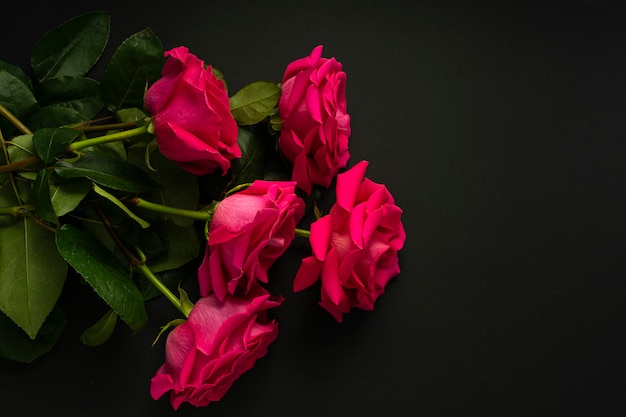 Rosa rosa brillante, con un grande germoglio, in fiore