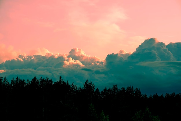 Bright pink sunset against background cumulus clouds and black silhouette pine forest