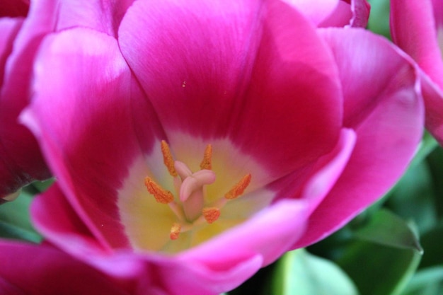 Bright pink tulip petals closeup macro photo