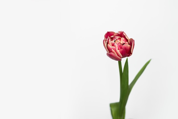 Bright pink tulip on a white background with space for text