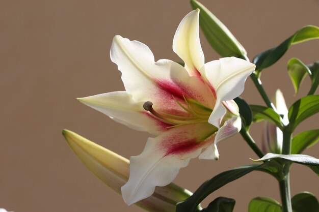 Photo bright pink and white lily in bloom with a bud in a botanical garden pistil and stamens closeup