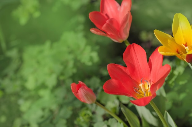 꽃잎에 흰색 줄무늬가 있는 밝은 분홍색 줄무늬 분홍색과 흰색 튤립 미라마레가 있는 봄 정원